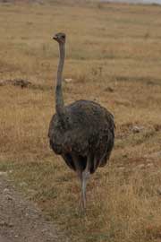 ostrich